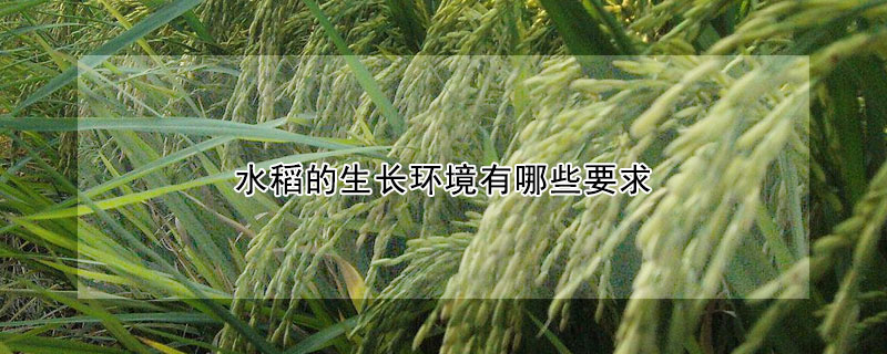水稻的生长环境有哪些要求