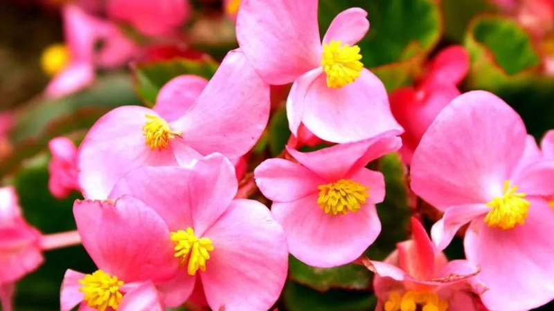 四季海棠花的养殖方法