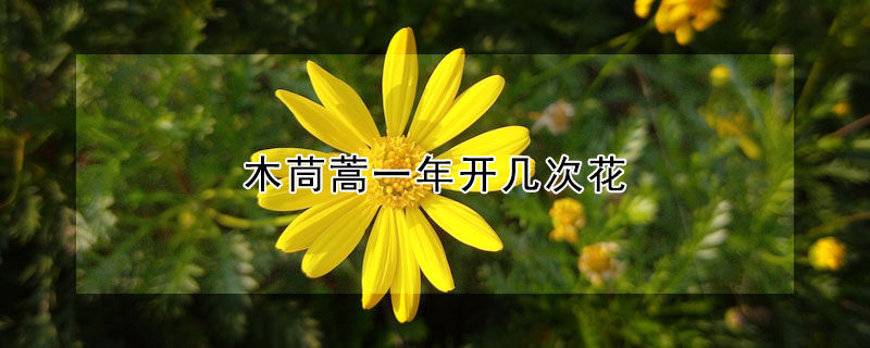 木茼蒿一年开几次花