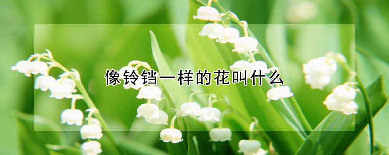 像铃铛一样的花叫什么