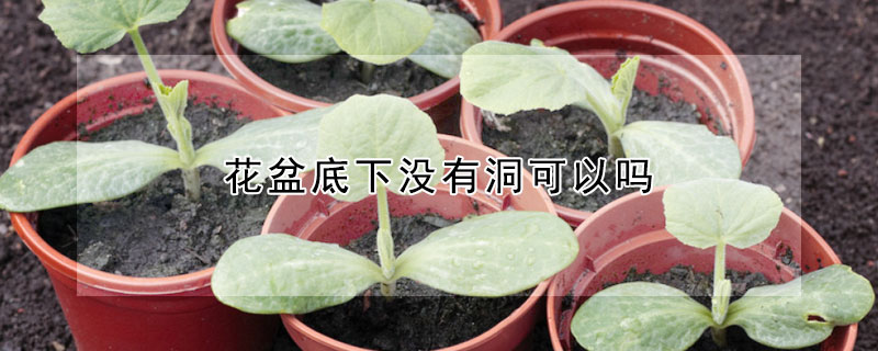 花盆底下没有洞可以吗