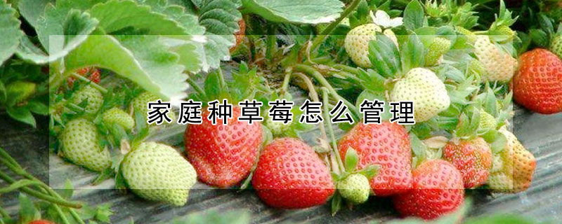 家庭种草莓怎么管理
