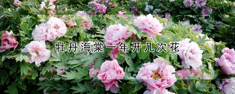 牡丹海棠一年开几次花