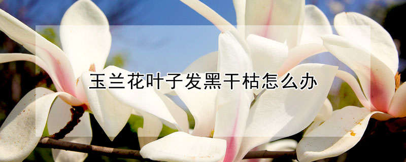 玉兰花叶子发黑干枯怎么办