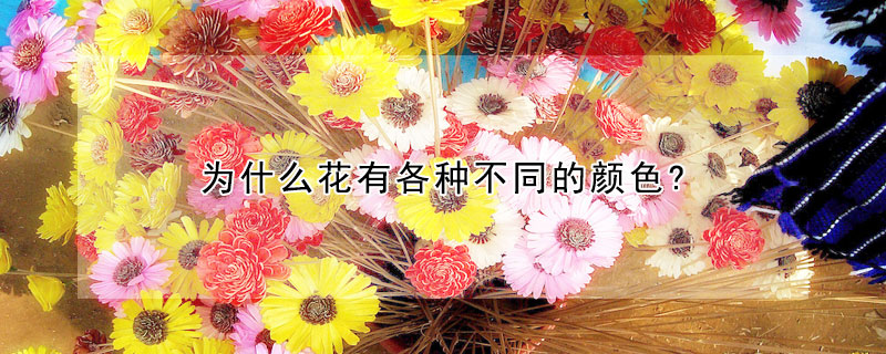 为什么花有各种不同的颜色?