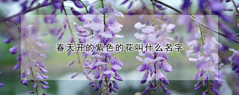 春天开的紫色的花叫什么名字