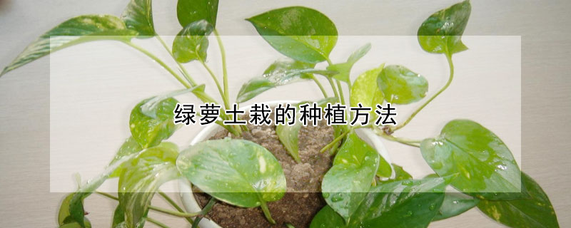 绿萝土栽的种植方法