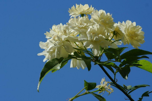 木香花为什么不能种