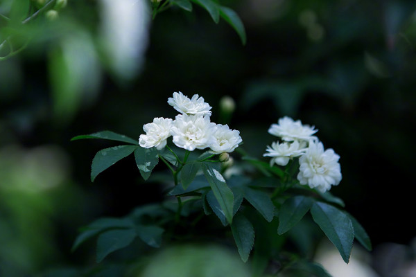 木香花为什么不能种