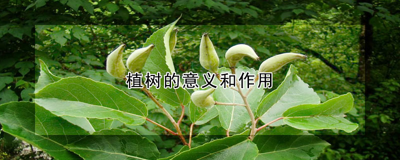 植树的意义和作用