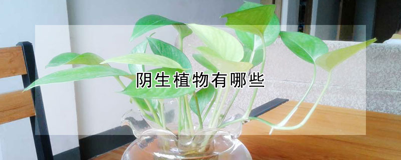 阴生植物有哪些