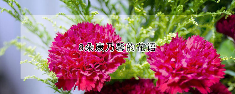8朵康乃馨的花语