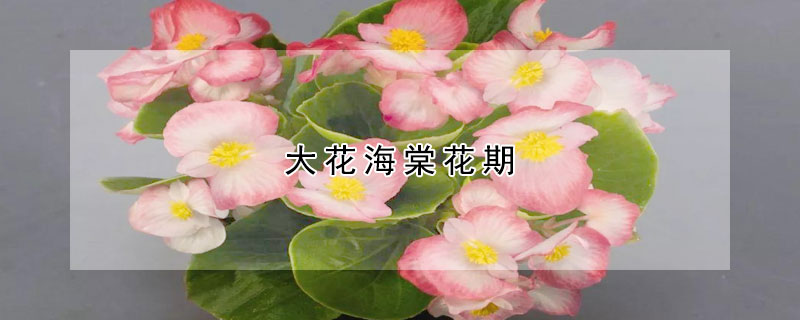 大花海棠花期