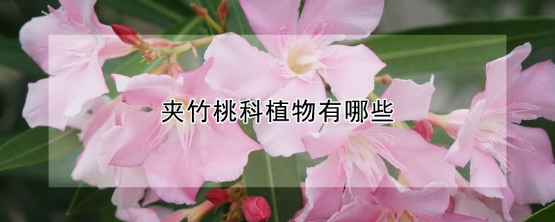 夹竹桃科植物有哪些