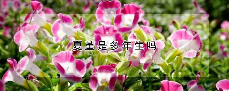 夏堇是多年生吗