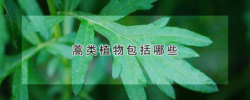 蒿类植物包括哪些