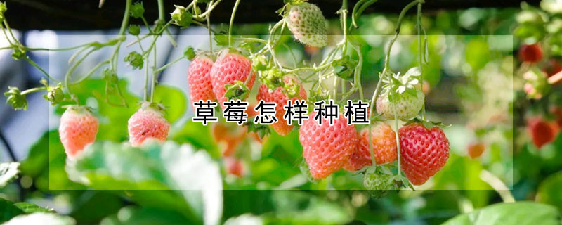 草莓怎样种植