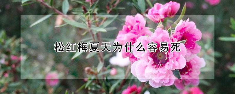 松红梅夏天为什么容易死
