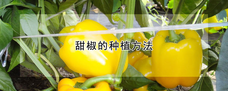 甜椒的种植方法