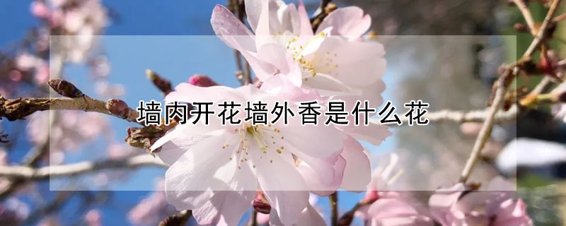 墙内开花墙外香是什么花