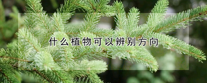 什么植物可以辨别方向