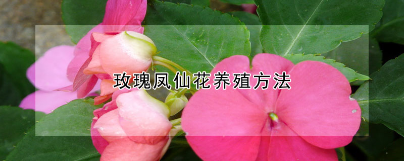 玫瑰凤仙花养殖方法