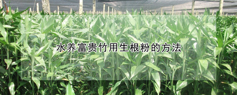 水养富贵竹用生根粉的方法