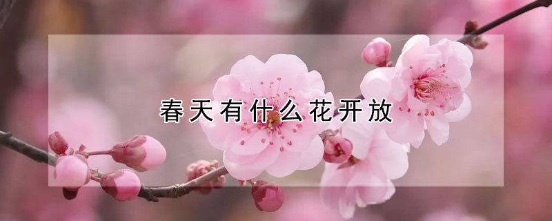 春天有什么花开放