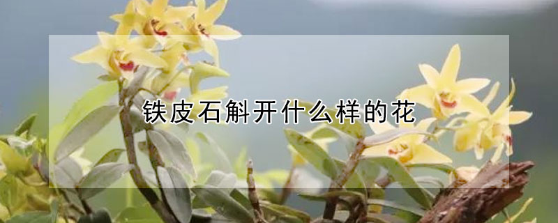 铁皮石斛开什么样的花