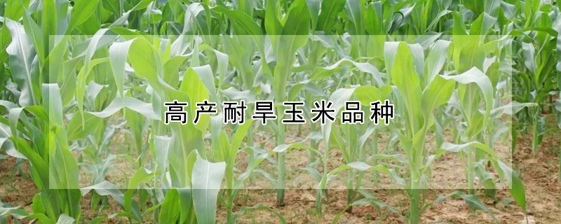 高产耐旱玉米品种