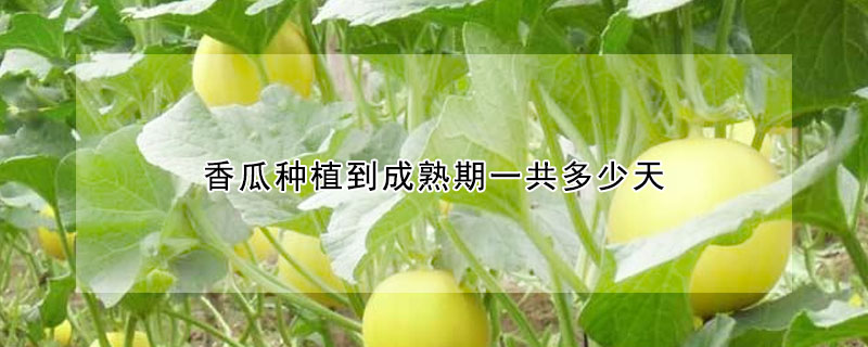 香瓜种植到成熟期一共多少天