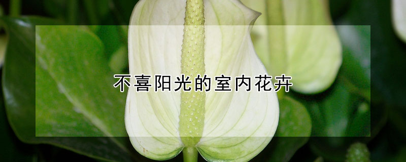 不喜阳光的室内花卉