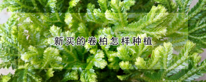 新买的卷柏怎样种植