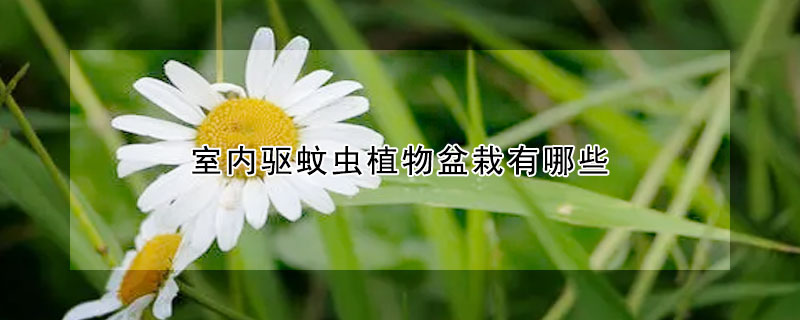 室内驱蚊虫植物盆栽有哪些