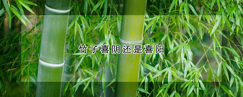 竹子喜阴还是喜阳