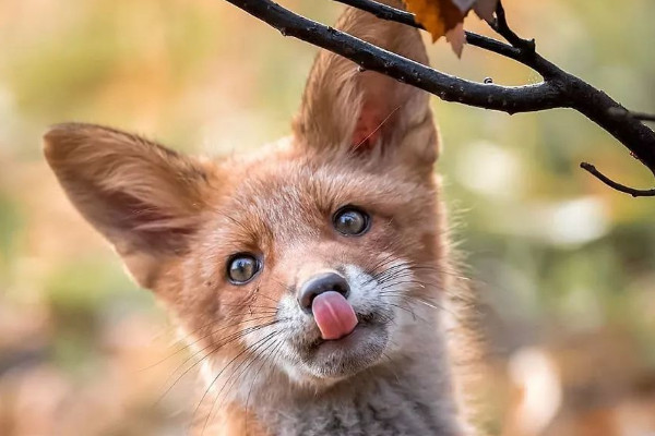 狐狸喜欢吃什么食物