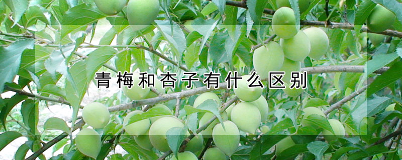 青梅和杏子有什么区别