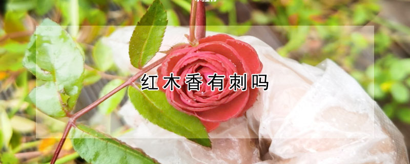 红木香有刺吗