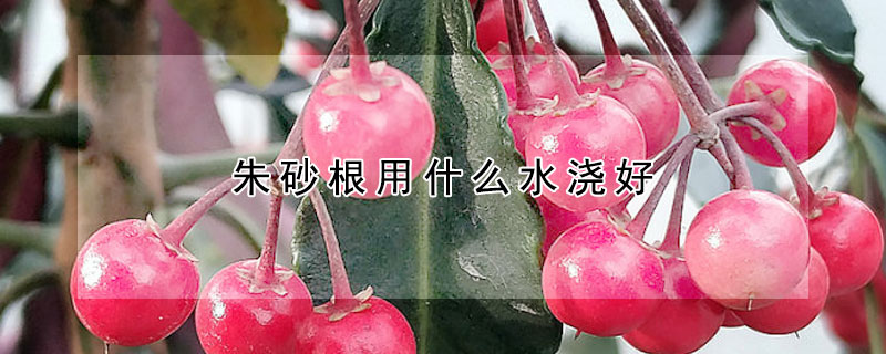 朱砂根用什么水浇好