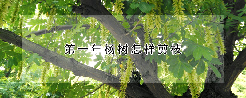 第一年杨树怎样剪枝