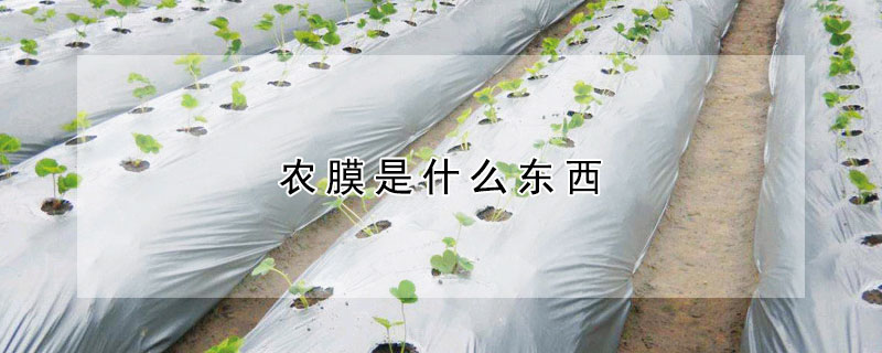 农膜是什么东西