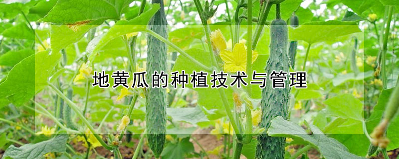 地黄瓜的种植技术与管理