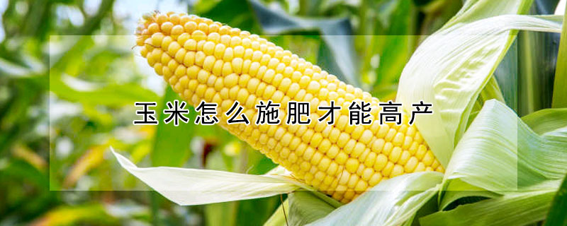 玉米怎么施肥才能高产