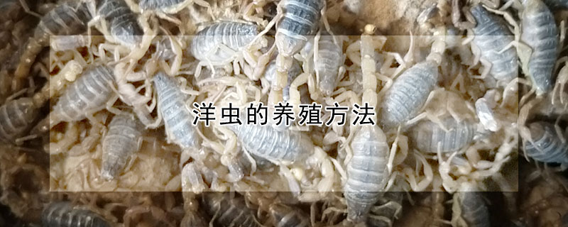 洋虫的养殖方法