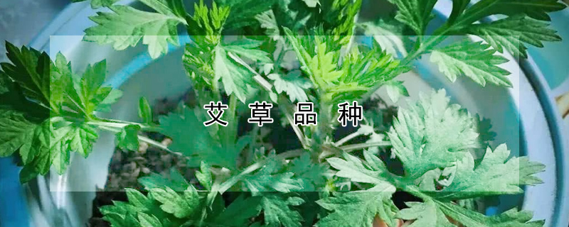 艾草品种