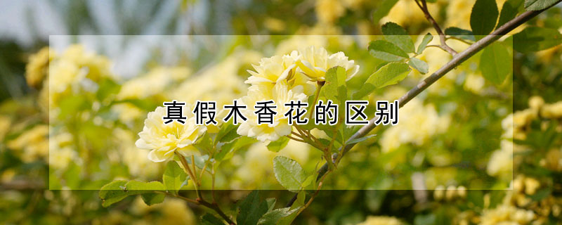 真假木香花的区别
