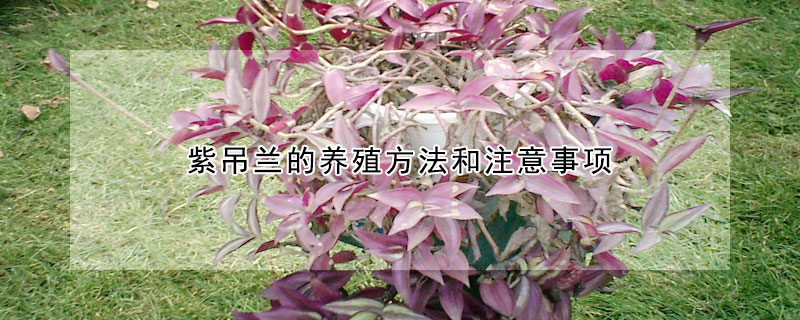 紫吊兰的养殖方法和注意事项