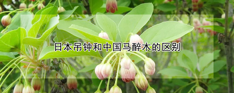 日本吊钟和中国马醉木的区别