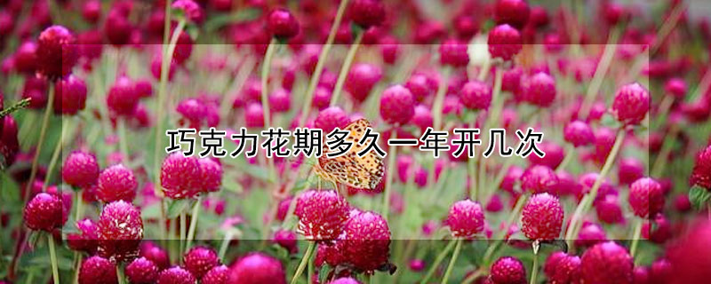 巧克力花期多久一年开几次