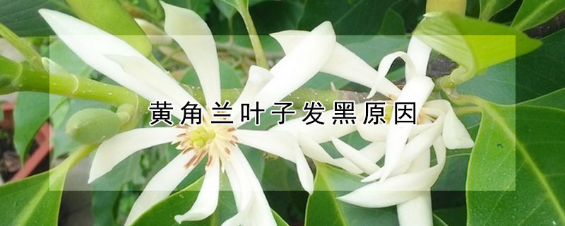 黄角兰叶子发黑原因
